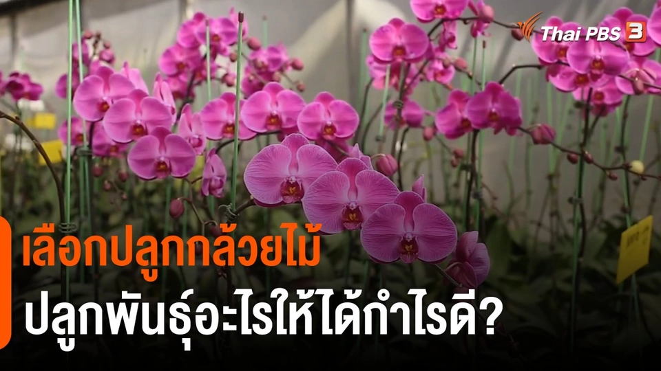 ดอกผลของความยั่งยืน : "กล้วยไม้" ปลูกพันธุ์อะไรให้ได้กำไรดี