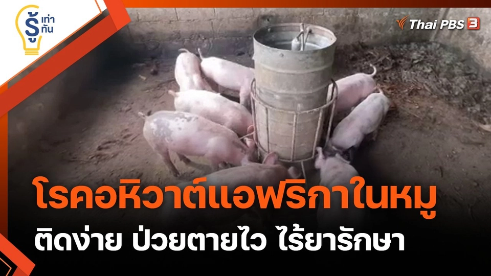 รู้เท่ารู้ทัน : "โรคอหิวาต์แอฟริกาในหมู" ติดง่าย ป่วยตายไว ไร้ยารักษา