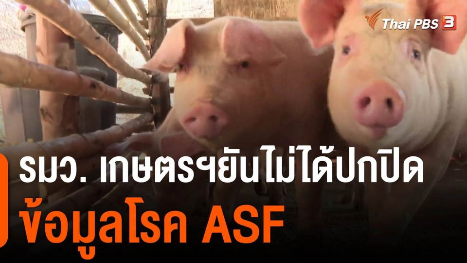 รมว.เกษตรฯยันไม่ได้ปกปิดข้อมูลโรค ASF