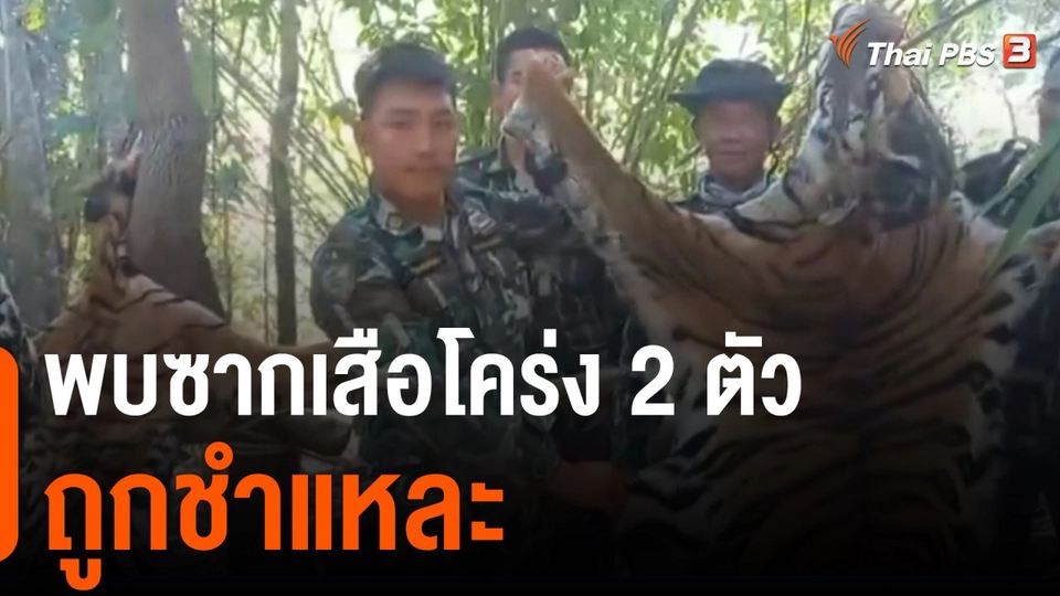 พบซากเสือโคร่ง 2 ตัวถูกชำแหละ จ.กาญจนบุรี