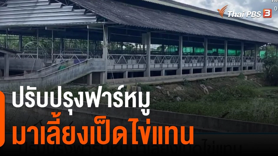 กินอยู่รู้รอบ : ปรับปรุงฟาร์หมูมาเลี้ยงเป็ดไข่แทน
