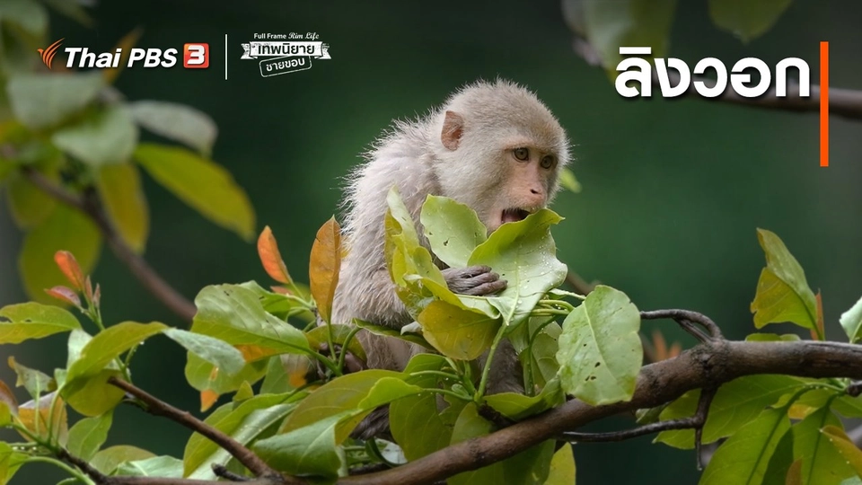ภาพช็อตเด็ด : ลิงวอก  ​