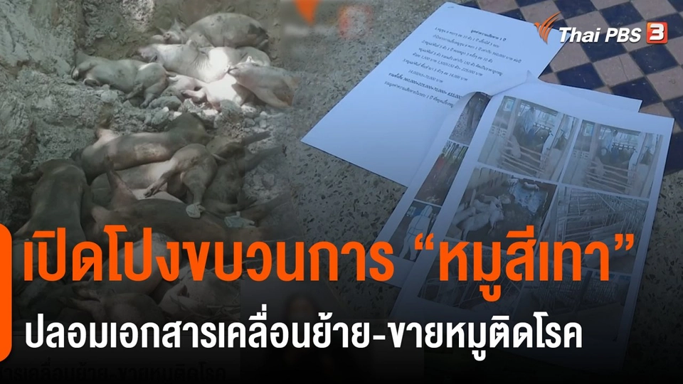 คนเลี้ยงหมูอ้างขบวนการปลอมเอกสารเคลื่อนย้าย-ขายหมูติดโรค