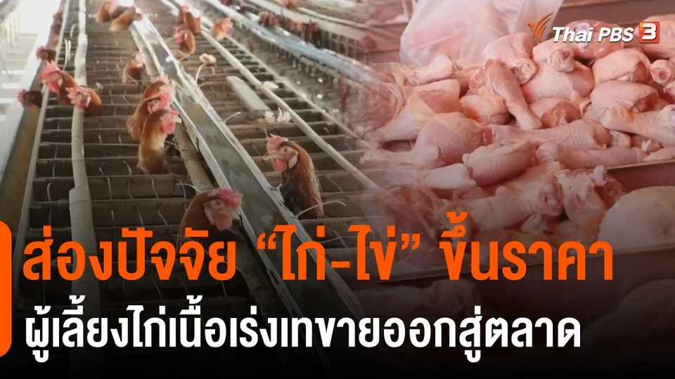 เทขายไก่เนื้อเข้าสู่ตลาดแทนเนื้อหมู