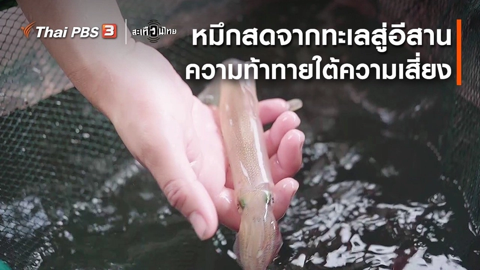 นักสร้างความเปลี่ยนแปลง : หมึกสดจากทะเลสู่อีสาน ความท้าทายใต้ความเสี่ยง