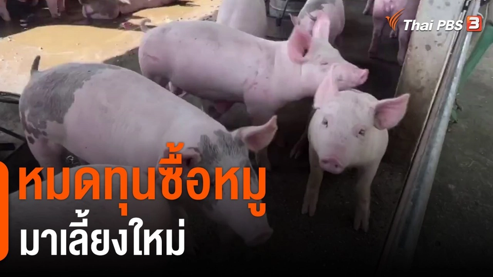 หมดทุนซื้อหมูมาเลี้ยงใหม่
