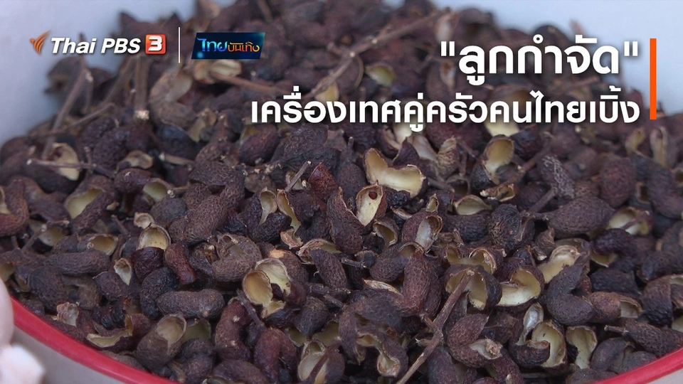 อิ่มมนต์รส : "ลูกกำจัด" เครื่องเทศคู่ครัวคนไทยเบิ้ง