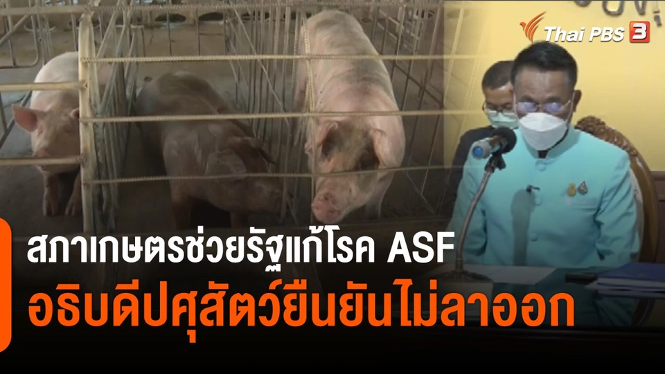 สภาเกษตรกรพร้อมช่วยรัฐแก้โรค ASF
