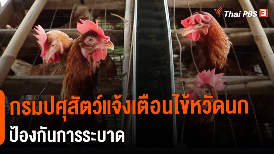 ​กรมปศุสัตว์แจ้งเตือนไข้หวัดนกป้องกันการระบาด