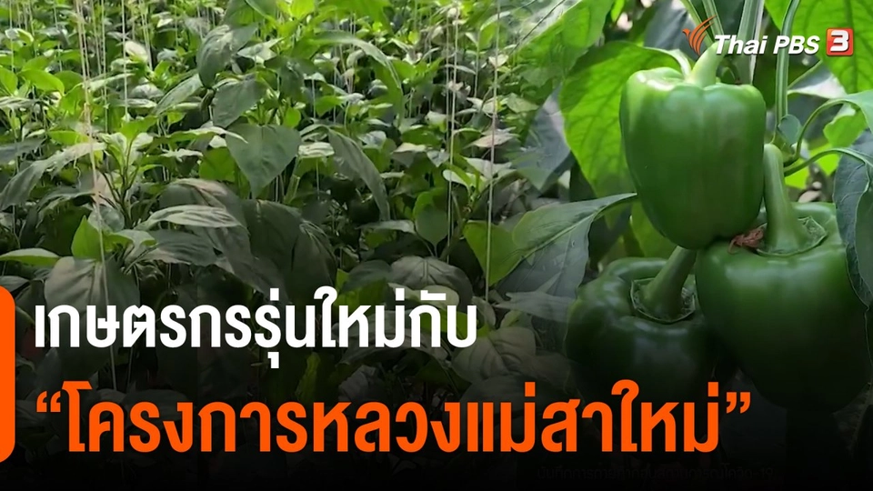 ​ดอกผลของความยั่งยืน : เกษตรกรรุ่นใหม่กับ "โครงการหลวงแม่สาใหม่"​