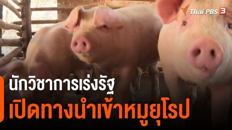 ​กินอยู่รู้รอบ : นักวิชาการเร่งรัฐเปิดทางนำเข้าหมูยุโรป