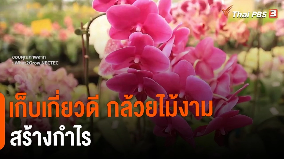 ​ดอกผลของความยั่งยืน : เก็บเกี่ยวดี กล้วยไม้งาม สร้างกำไร