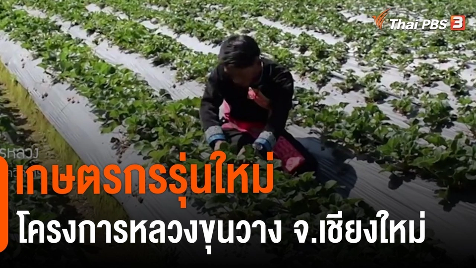 ​ดอกผลของความยั่งยืน : เกษตรกรรุ่นใหม่โครงการหลวงขุนวาง จ.เชียงใหม่