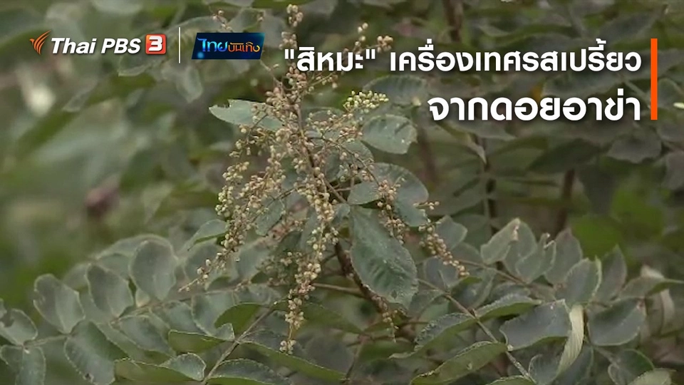 ​อิ่มมนต์รส : "สิหมะ" เครื่องเทศรสเปรี้ยวจากดอยอาข่า