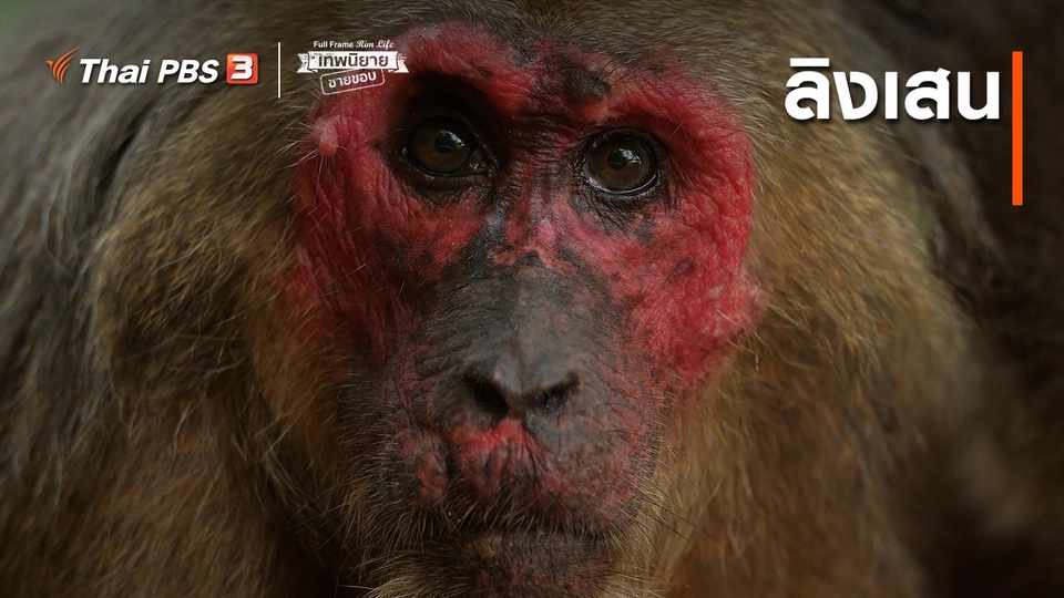 ภาพช็อตเด็ด : ลิงเสน