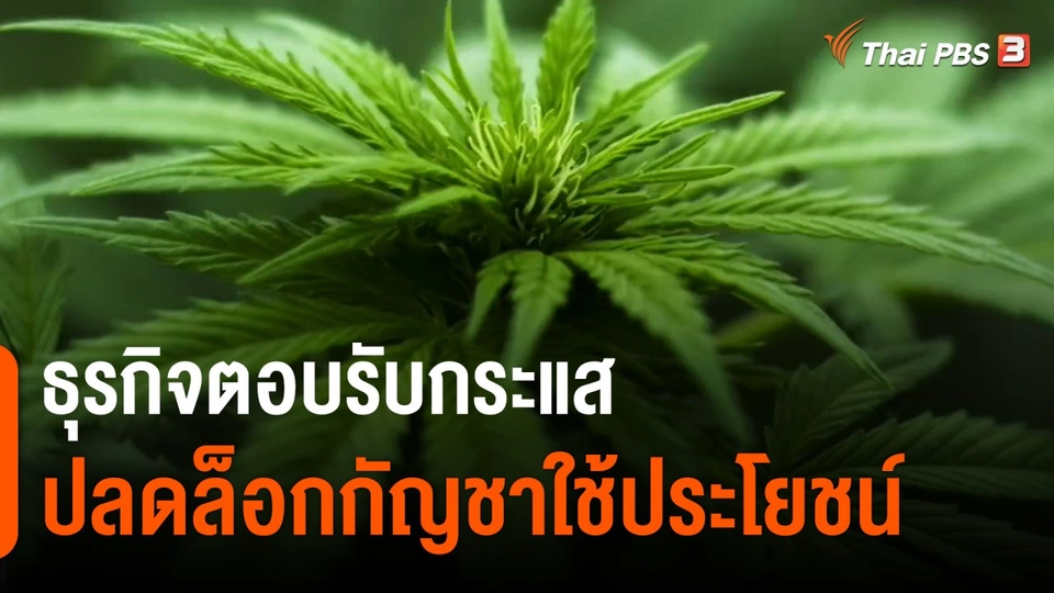 ​จับสัญญาณเศรษฐกิจ : ธุรกิจตอบรับกระแสปลดล็อกกัญชาใช้ประโยชน์​