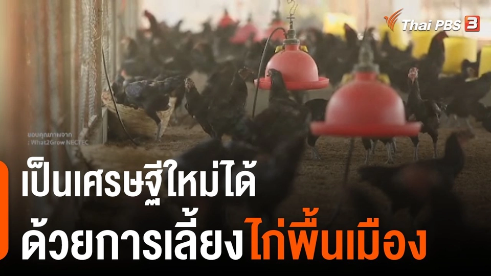 ดอกผลของความยั่งยืน : เป็นเศรษฐีใหม่ได้ ด้วยการเลี้ยง "ไก่พื้นเมือง"