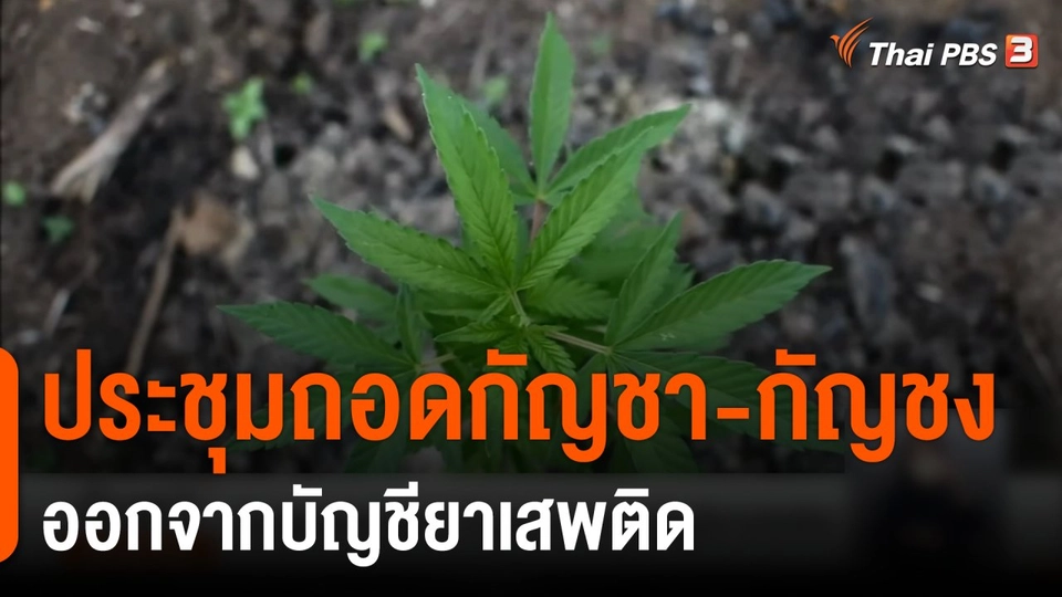 ประชุมถอดกัญชา-กัญชง ออกจากบัญชียาเสพติด