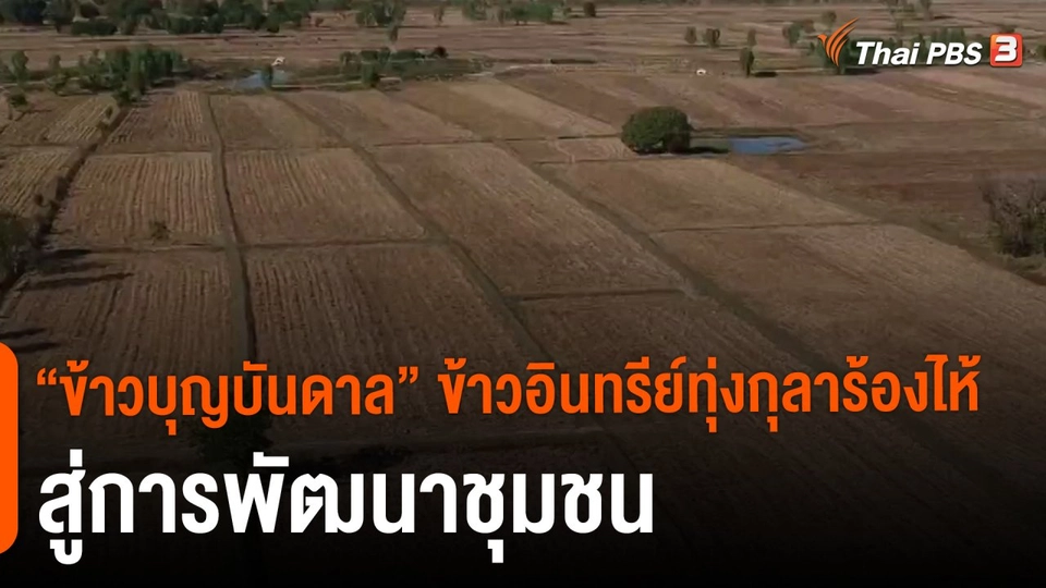 ​ประเด็นสังคม : “ข้าวบุญบันดาล” ข้าวอินทรีย์ทุ่งกุลาร้องไห้ สู่การพัฒนาชุมชน
