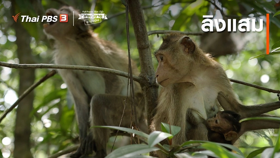 ภาพช็อตเด็ด : ลิงแสม