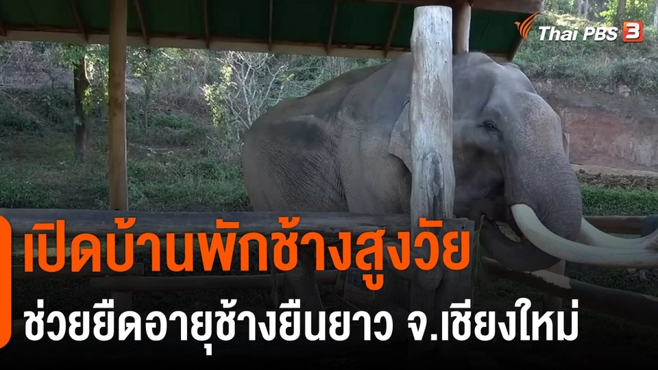 ​ชีวิตติดดิน ยกกำลัง 2 : เปิดบ้านพักช้างสูงวัย ช่วยยืดอายุช้างยืนยาว จ.เชียงใหม่