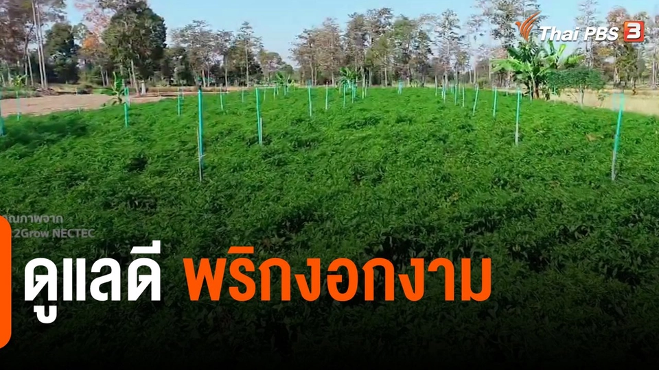 ดอกผลของความยั่งยืน : ดูแลดี พริกงอกงาม