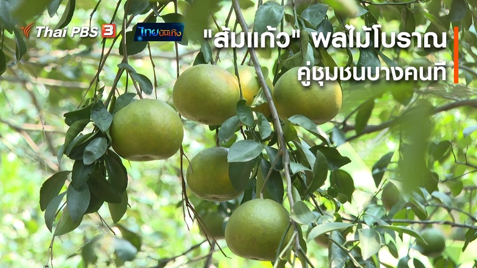 ​อิ่มมนต์รส : "ส้มแก้ว" ผลไม้โบราณคู่ชุมชนบางคนที