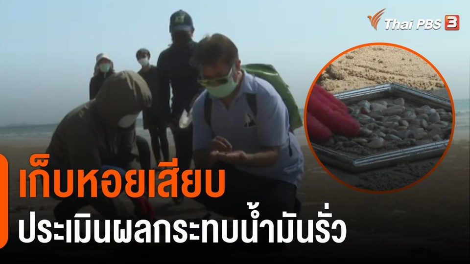 น้ำมันรั่วกระทบประมงพื้นบ้านระยอง นักวิจัยเก็บหอยเสียบประเมินผลกระทบ