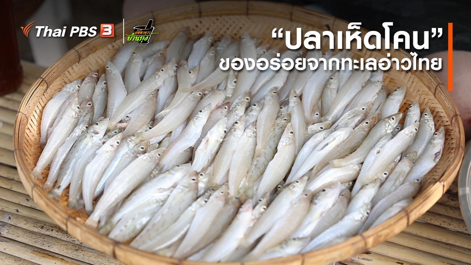 คลิปบ้านทุ่ง : “ปลาเห็ดโคน” ของอร่อยจากทะเลอ่าวไทย