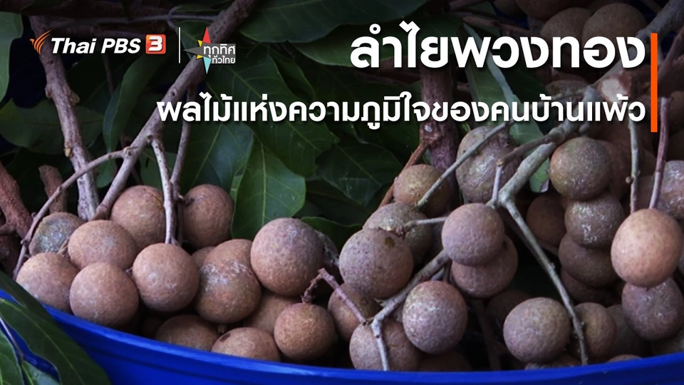 อาชีพทั่วไทย : ลำไยพวงทอง ผลไม้แห่งความภูมิใจของคนบ้านแพ้ว จ.สมุทรสาคร