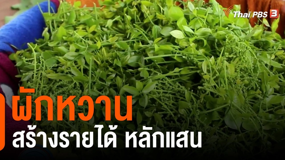 ผักหวานสร้างรายได้ หลักแสน