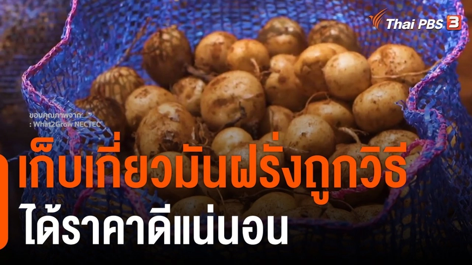 ดอกผลของความยั่งยืน : เก็บเกี่ยวมันฝรั่งถูกวิธี ได้ราคาดีแน่นอน