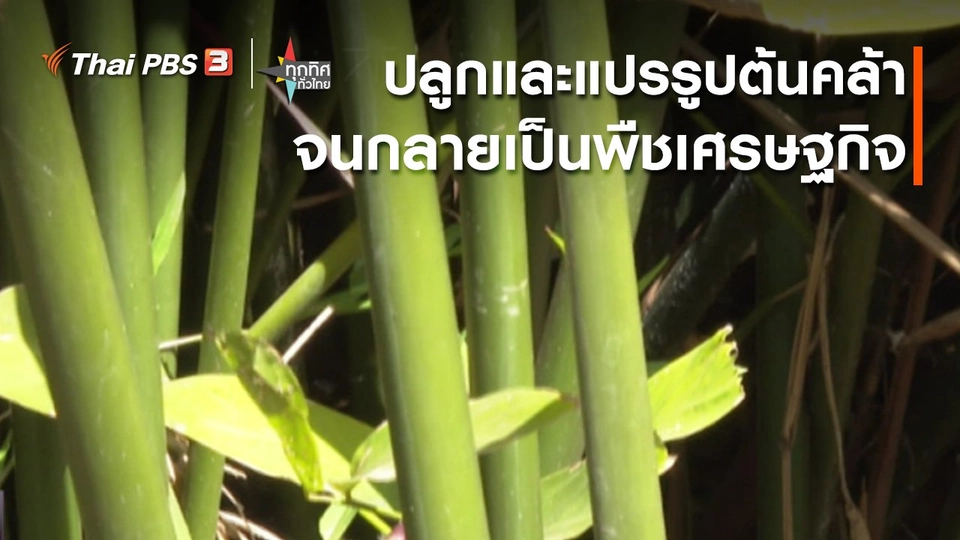 ​อาชีพทั่วไทย : ปลูกและแปรรูปต้นคล้า จ.หนองบัวลำภู