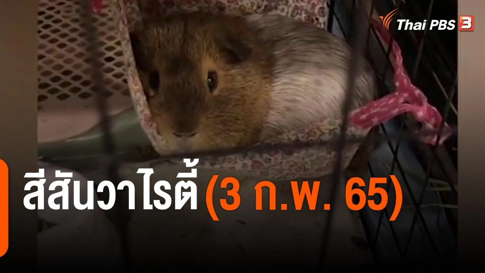 สีสันวาไรตี้ (3 ก.พ. 65)