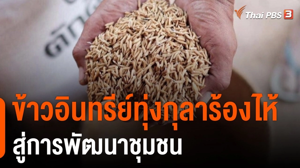 ดอกผลของความยั่งยืน : ข้าวอินทรีย์ทุ่งกุลาร้องไห้ สู่การพัฒนาชุมชน