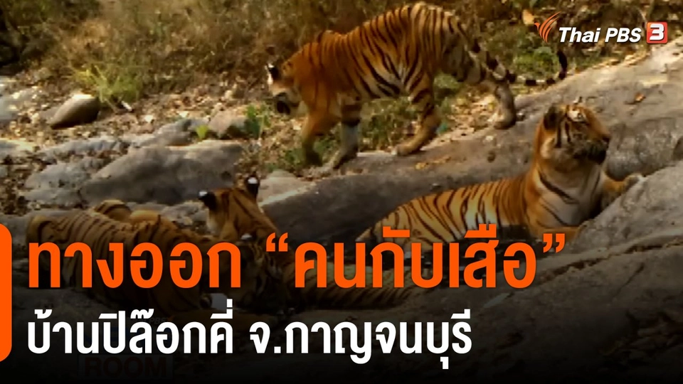 ทางออก “คนกับเสือ” บ้านปิล๊อกคี่ จ.กาญจนบุรี