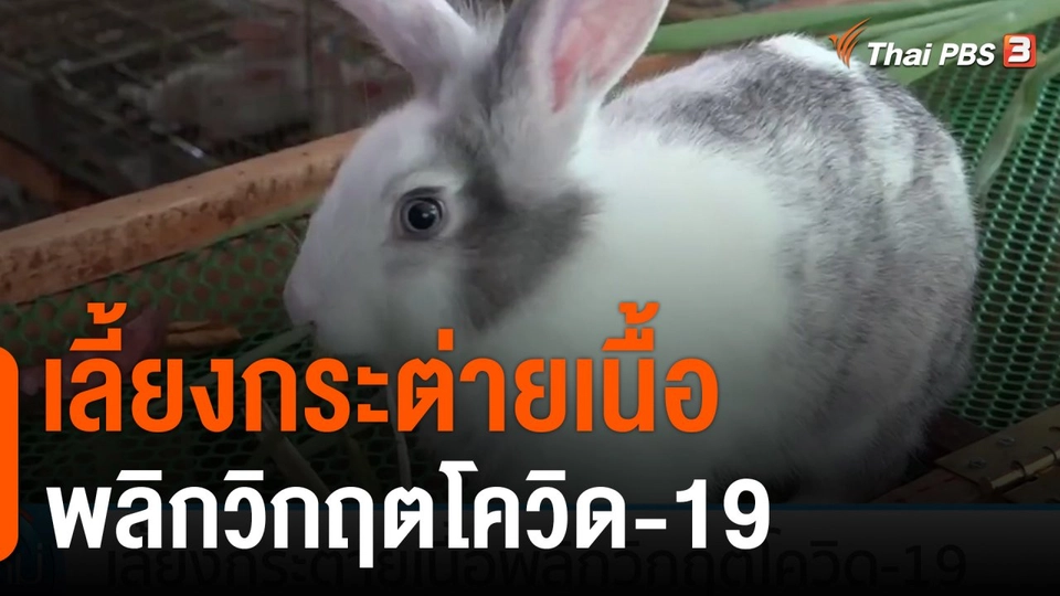 เลี้ยงกระต่ายเนื้อพลิกวิกฤตโควิด-19