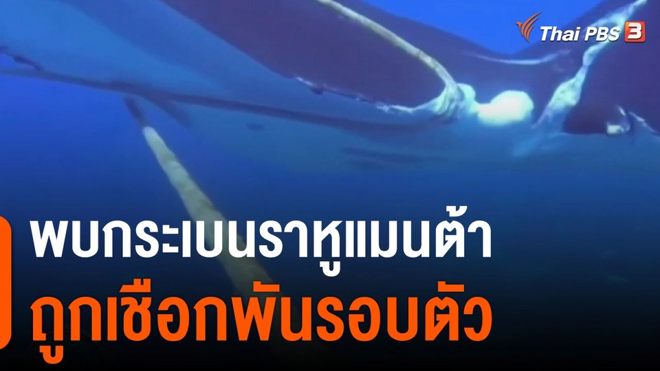 นักดำน้ำพบกระเบนราหูแมนต้าถูกเชือกพันรอบตัว