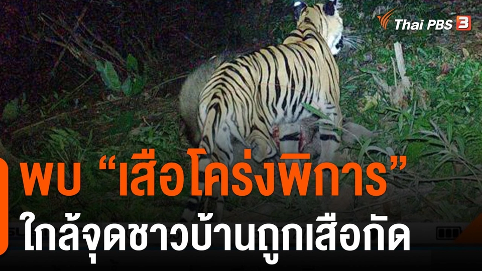 พบ "เสือโคร่งพิการ"  ใกล้จุดชาวบ้านถูกเสือกัด