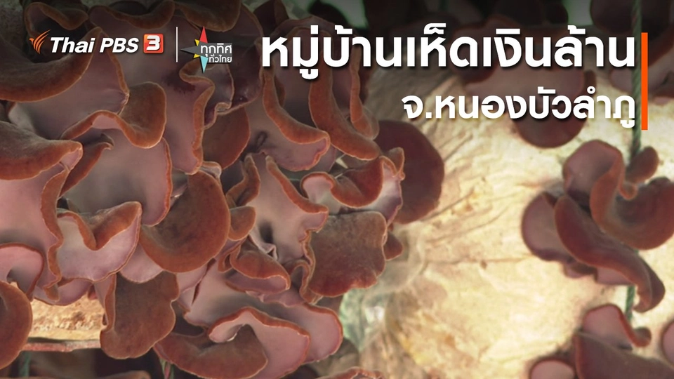 ​อาชีพทั่วไทย : บ้านอาบช้าง หมู่บ้านเห็ดเงินล้าน จ.หนองบัวลำภู