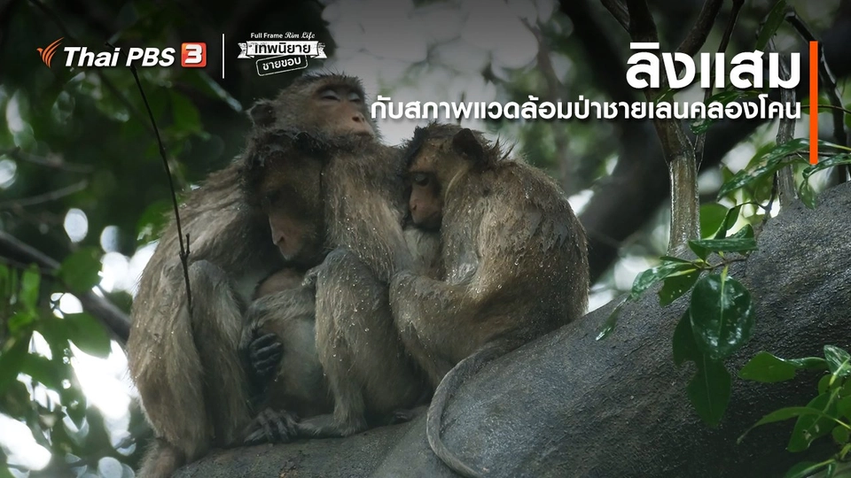 ​ภาพช็อตเด็ด : ลิงแสมกับสภาพแวดล้อมป่าชายเลนคลองโคน