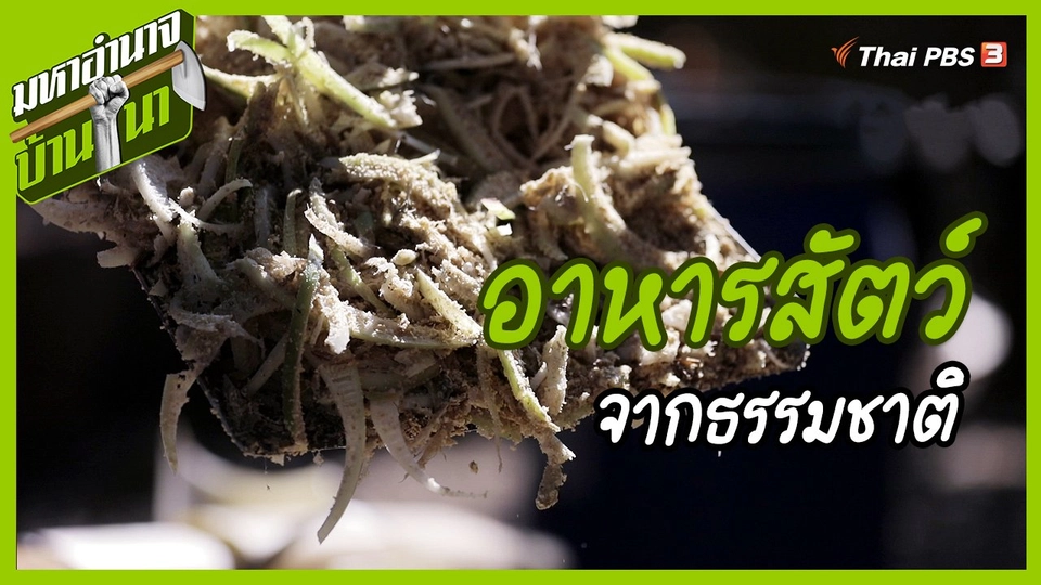 สูตรลับฉบับบ้านนา : อาหารสัตว์จากธรรมชาติ