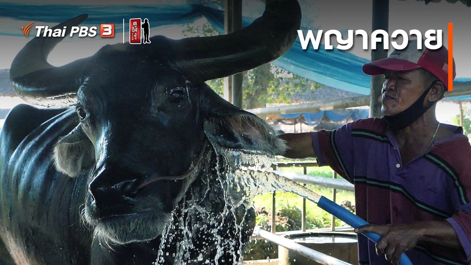 รู้ให้ลึกเรื่องญี่ปุ่น : พญาควาย