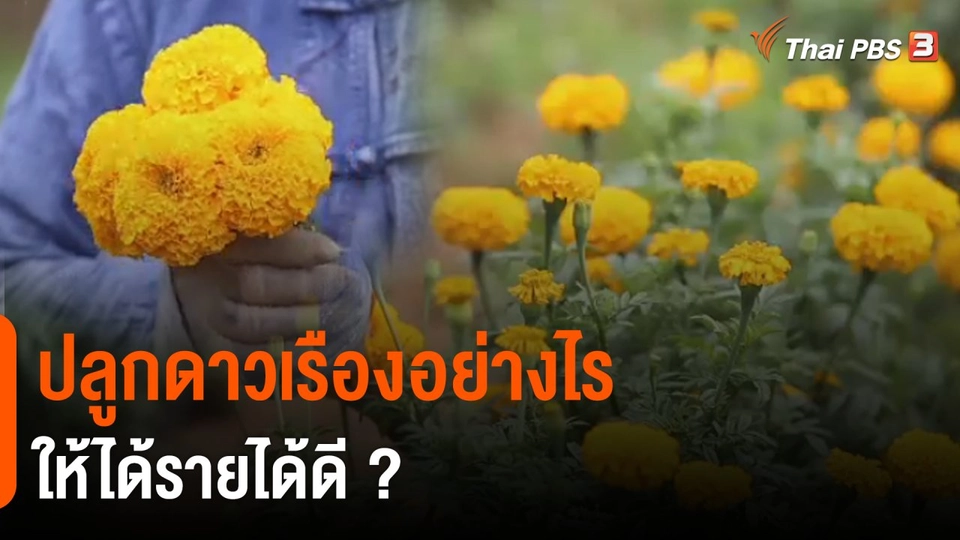 ดอกผลของความยั่งยืน : ปลูกดาวเรืองอย่างไร ให้ได้รายได้ดี ?