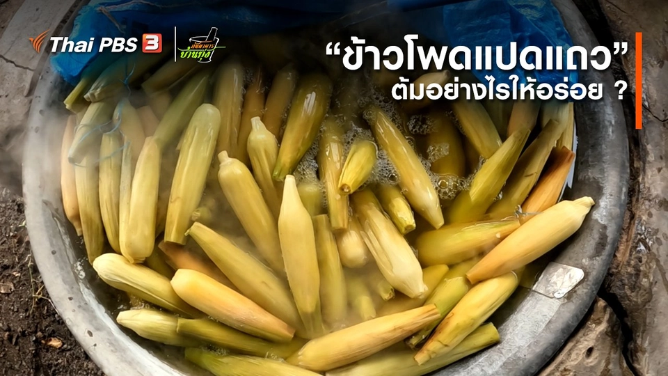 ​คลิปบ้านทุ่ง : “ข้าวโพดแปดแถว” ต้มอย่างไรให้อร่อย ?
