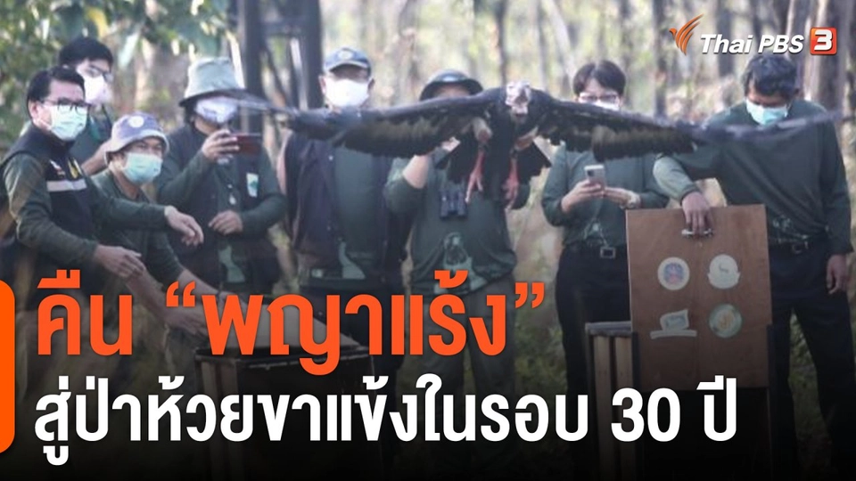 สำเร็จ! “พญาแร้ง" คู่แรก กลับบ้าน "ห้วยขาแข้ง" ในรอบ 30 ปี