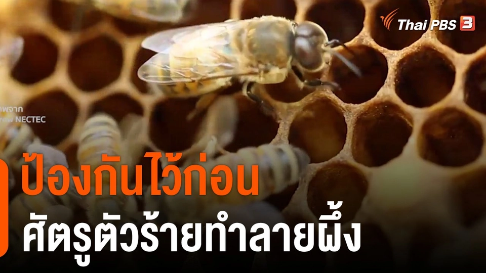 ดอกผลของความยั่งยืน : ป้องกันไว้ก่อน ศัตรูตัวร้ายทำลายผึ้ง