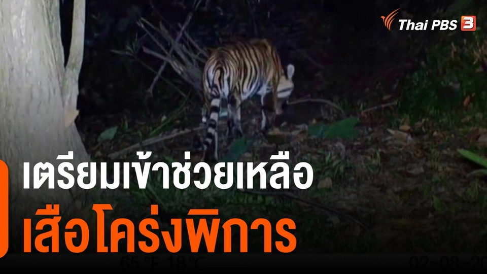 เตรียมเข้าช่วยเหลือเสือโคร่งพิการ