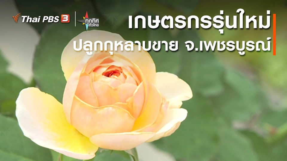 อาชีพทั่วไทย : เกษตรกรรุ่นใหม่ปลูกกุหลาบขาย จ.เพชรบูรณ์