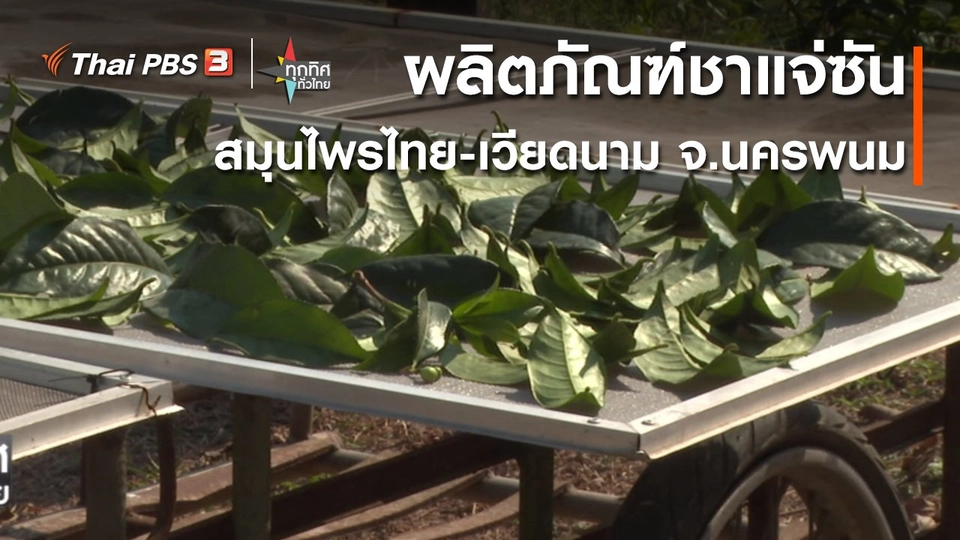 วิถีทั่วไทย : ผลิตภัณฑ์ชาแจ่ซันสมุนไพรไทย-เวียดนาม จ.นครพนม
